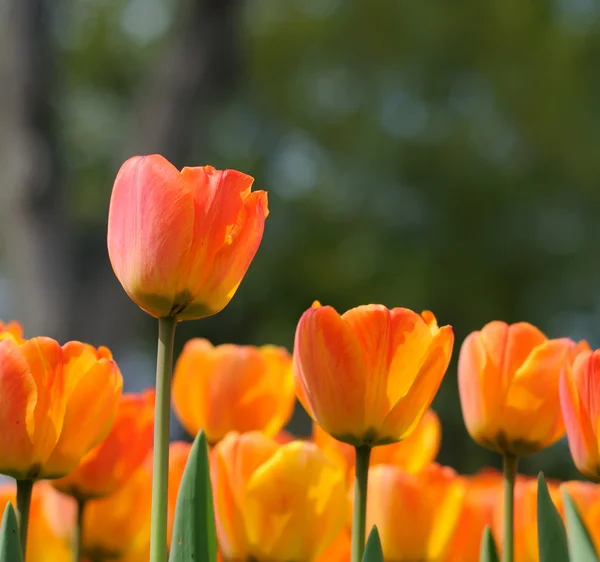 Flores — Fotografia de Stock