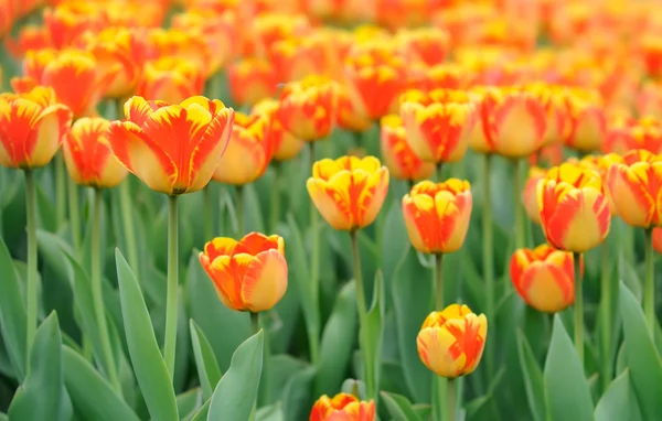 Flowers — Stock Photo, Image