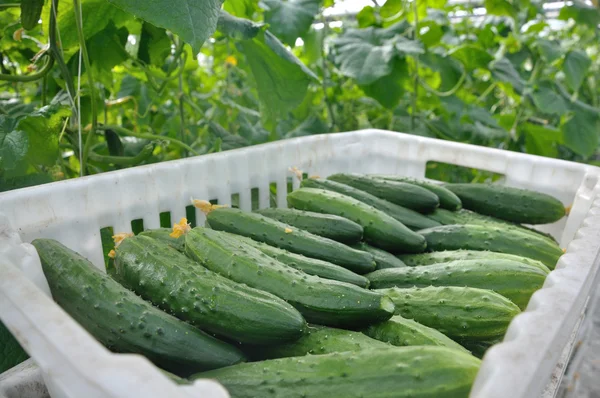 Komkommers in een doos — Stockfoto