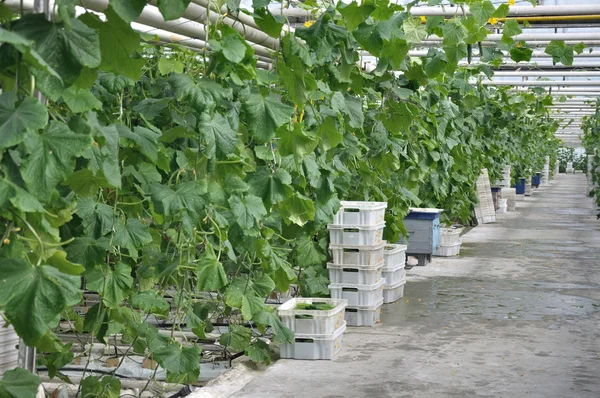 Greenhouse — Stock Photo, Image