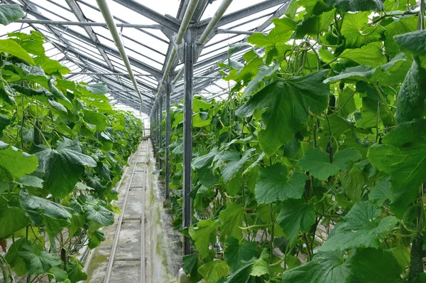 Greenhouse — Stock Photo, Image