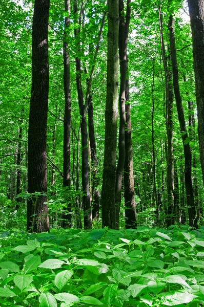 Wald — Stockfoto