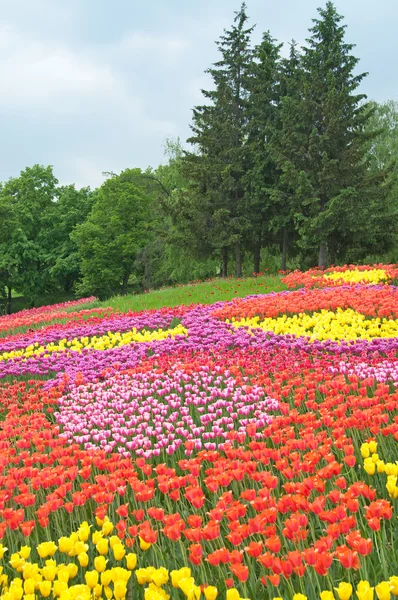 Tulipas — Fotografia de Stock