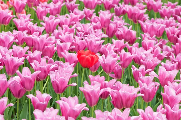 Tulips — Stock Photo, Image