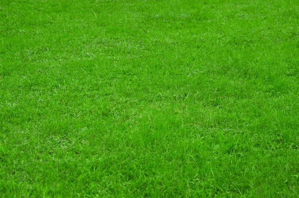 Green grass — Stock Photo, Image