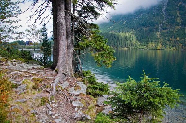 Lakeshore — Stock Photo, Image