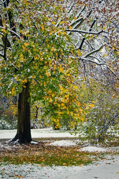 Hermoso árbol — Foto de Stock