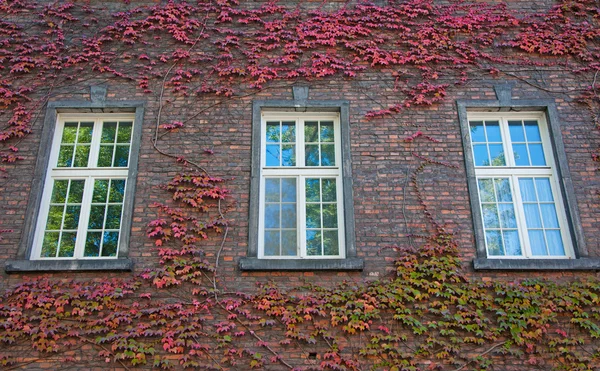 Fenster — Stockfoto