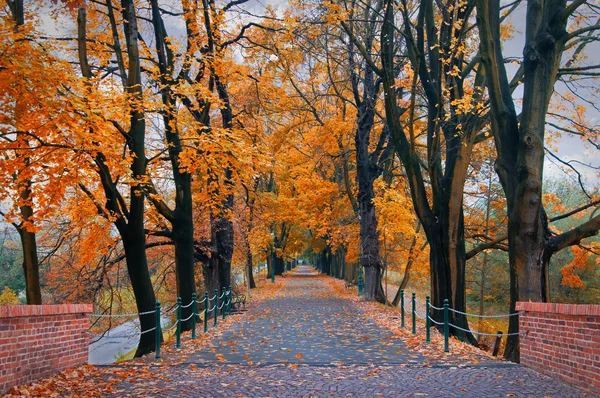 Őszi park — Stock Fotó