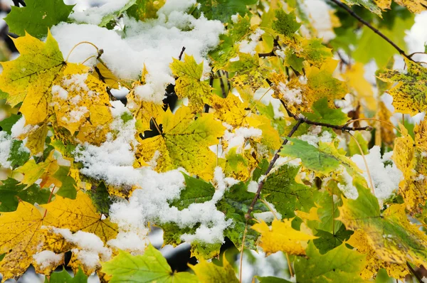 Nedfallna löv — Stockfoto