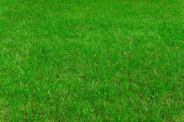 Green grass — Stock Photo, Image