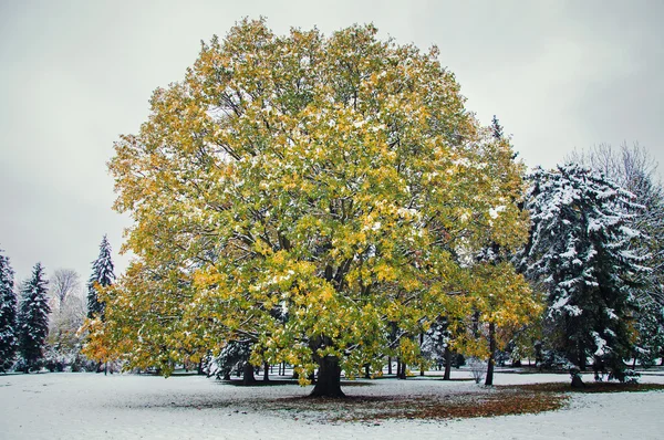 Güzel ağaç — Stok fotoğraf
