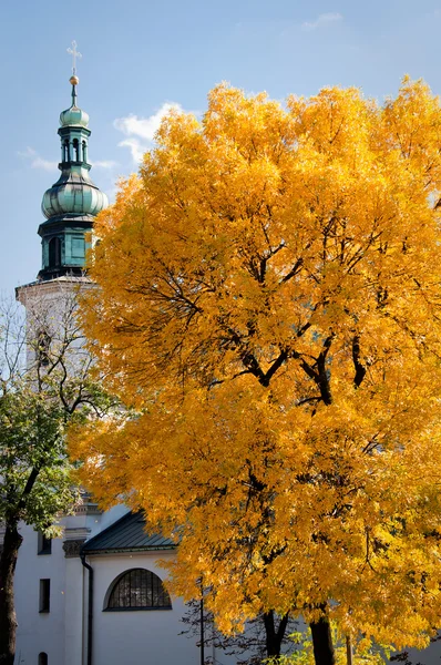 Желтое дерево — стоковое фото