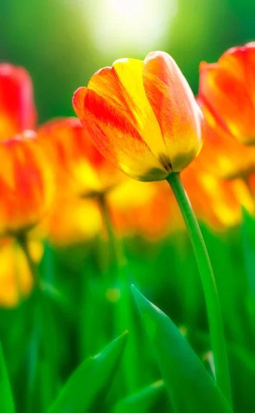 Tulips — Stock Photo, Image