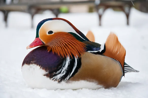 Beautiful duck — Stock Photo, Image