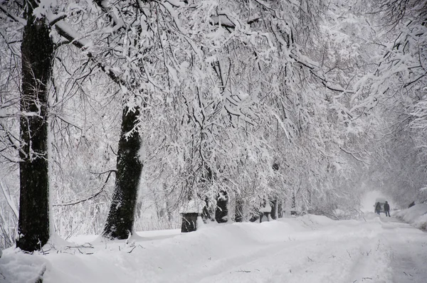 A neve — Fotografia de Stock