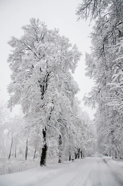 Snön — Stockfoto