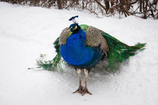 Hermoso pavo real — Foto de Stock