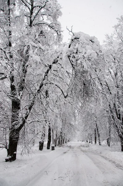 A neve — Fotografia de Stock