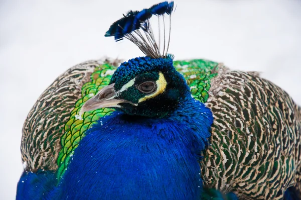 Beautiful peacock — Stock Photo, Image