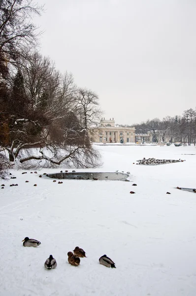 Parco Lazienki — Foto Stock