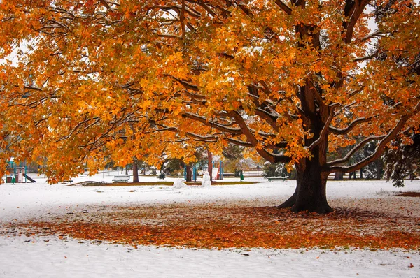 Albero — Foto Stock