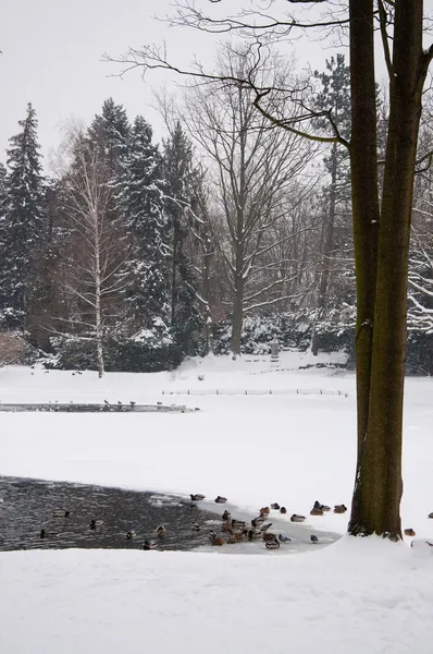 Parku Lazienki v zimě — Stock fotografie