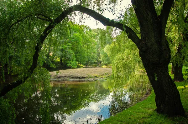 Weiden — Stockfoto