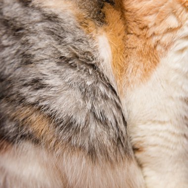 kedi kürk