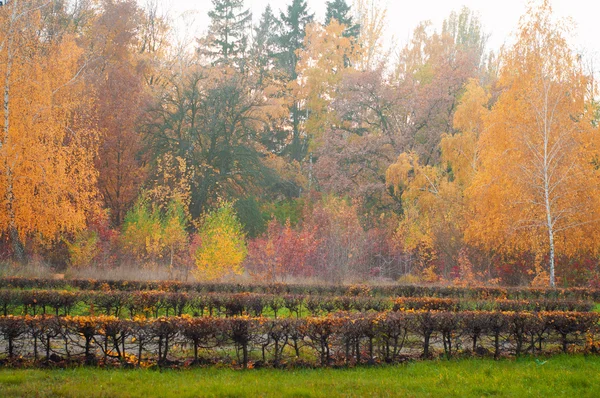 Parco autunnale — Foto Stock