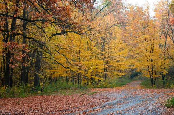 Autumn park — Stock Photo, Image