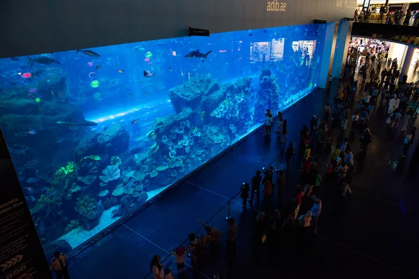 Aquarium au Dubai Mall — Photo