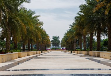 abu Dabi palmiye ağaçları ile Park