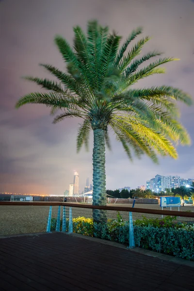 Palmeira à noite em abu dhabi — Fotografia de Stock