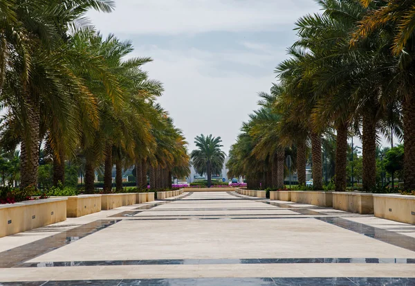 Parque com palmeiras em Abu Dhabi — Fotografia de Stock