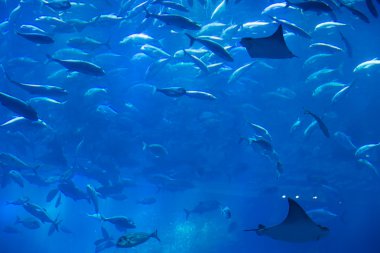 dubai alışveriş merkezi Akvaryum