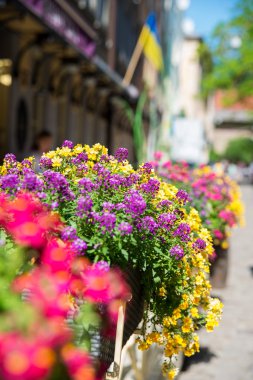 flowerbed çiçeklenir