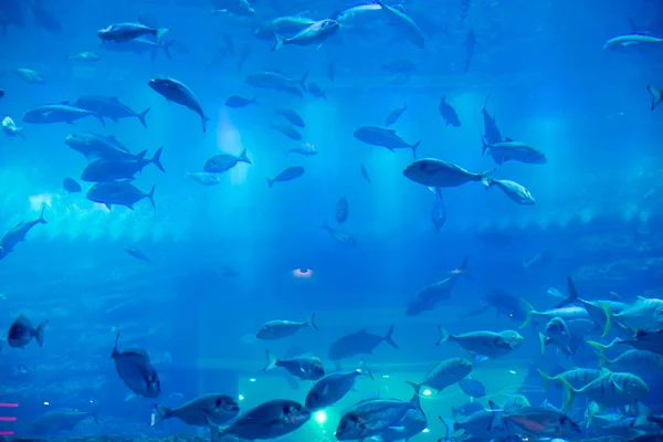 Akvarium på dubai mall — Stockfoto