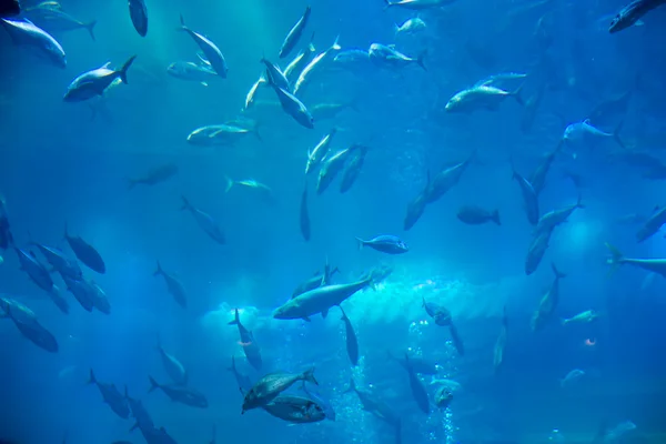 Acquario al Dubai Mall — Foto Stock