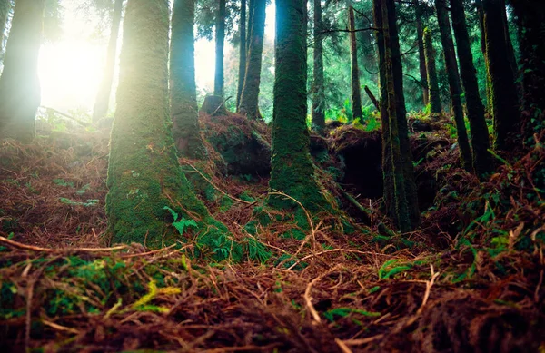 Açores Portugal Moss Cobriu Tronco Árvore Floresta Bonita Grossa — Fotografia de Stock