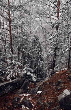 Karpat Dağları, Ukrayna 'daki güzel kış ormanı.