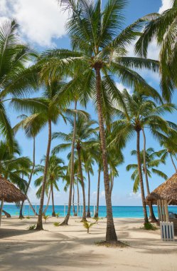 Seascape. Beautiful palm trees on the shores of the Caribbean Sea. Saona Island, Dominican Republic.