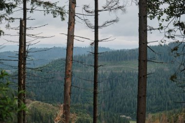 Dağ manzarası. Karpat Dağları 'nın arka planındaki ağaç gövdeleri.