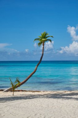 Mavi gökyüzüne karşı palmiye ağacı. Saona Adası, Karayipler.