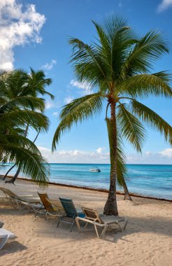 Sun loungers on the Caribbean Sea under a palm tree. Saona Island, Dominican Republic.
