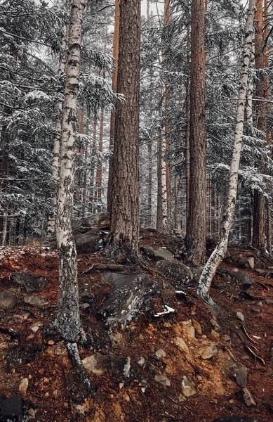 Vidoeiro Tronco Pinho Floresta Inverno Cárpatos Montanhas Ucrânia — Fotografia de Stock