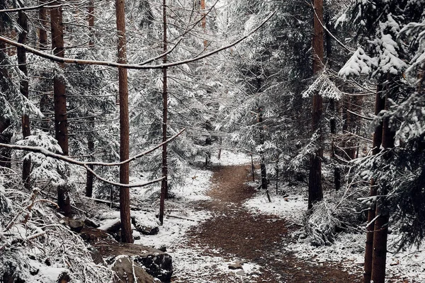 Bella Foresta Invernale Nelle Montagne Dei Carpazi Ucraina — Foto Stock