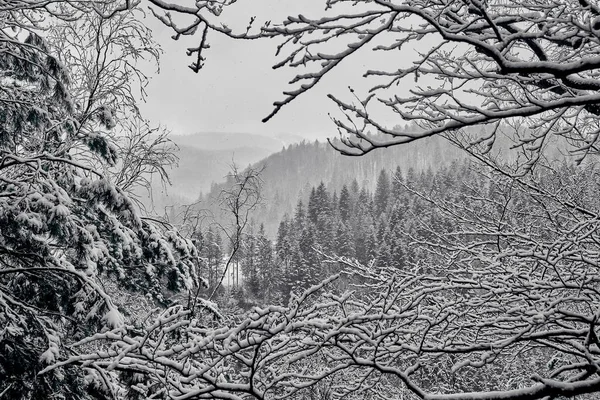 Winter Landscape Beautiful Carpathian Mountains Ukraine — 图库照片