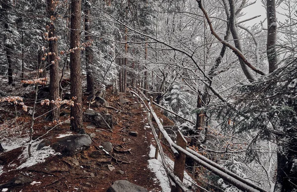 Trail Walks Beautiful Winter Forest Landscape Carpathian Mountains Ukraine — 图库照片
