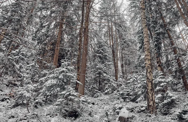 Dense Winter Forest Carpathian Mountains Ukraine — 图库照片